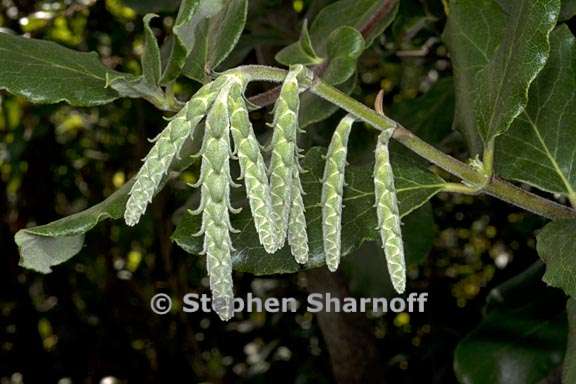 garrya elliptica cv evie 2 graphic